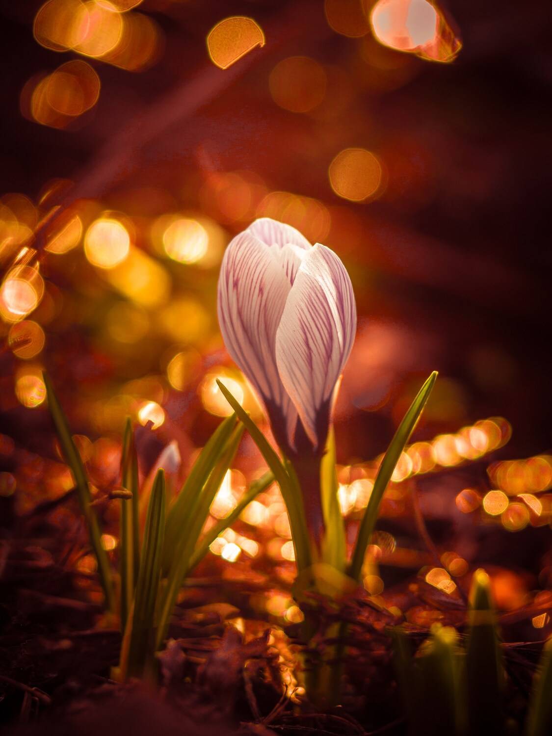 макро, Сергей Белокуров