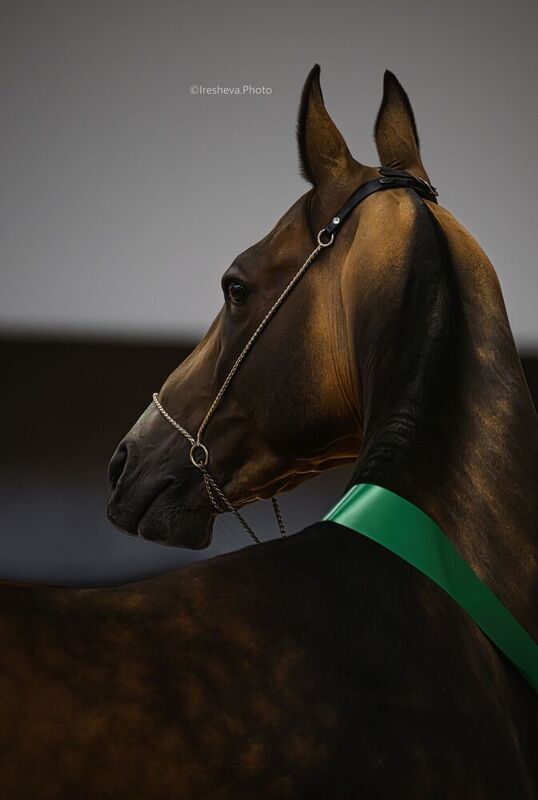 Ахалтекинская порода, Лошадь Ялантегин фото превью