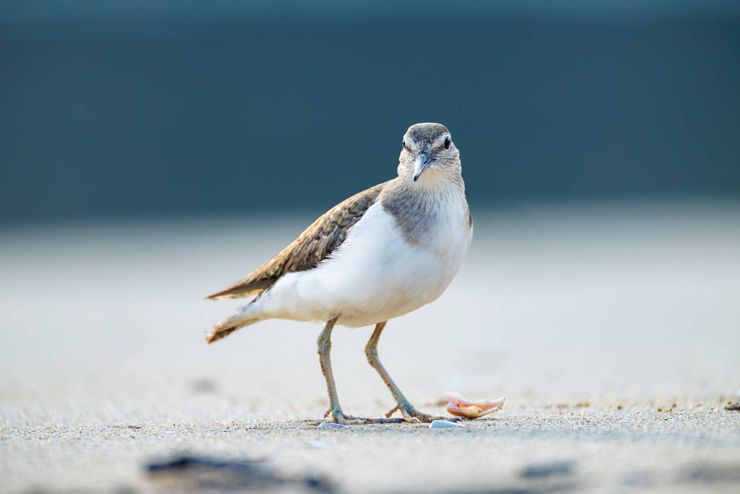 , ssmirs Сергей