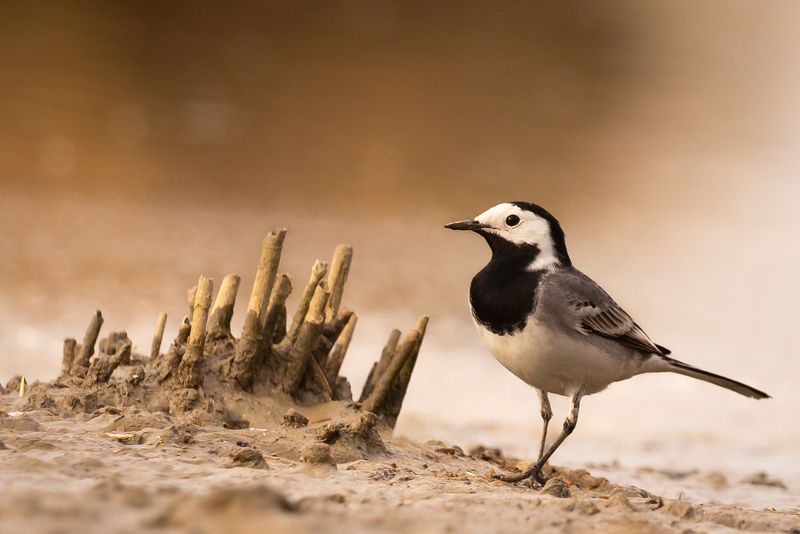 Wagtail фото превью