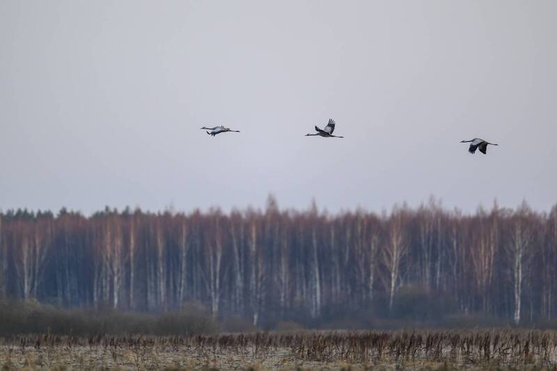 Журавли прилетели фото превью