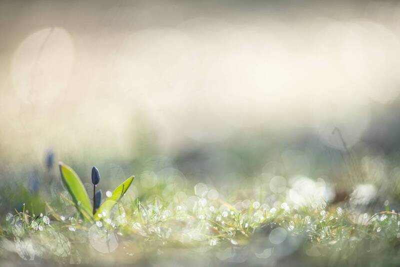 первоцвет, пролеска, весна, воронеж, утро, nikon 850, carl zeiss makro-planar t* 100mm f/2 zf. Весеннее... фото превью