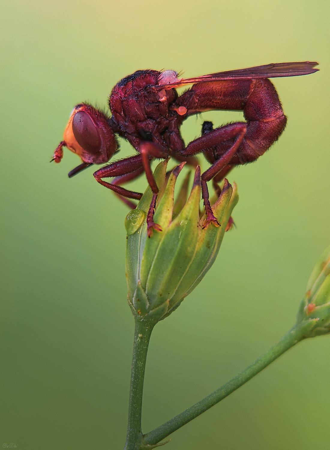 муха, большеголовка, Чи. Анатолий