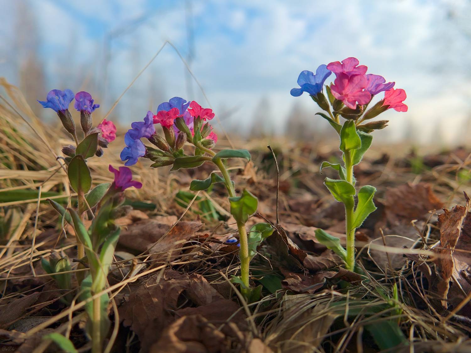весна, первоцветы, медуница, Чи. Анатолий