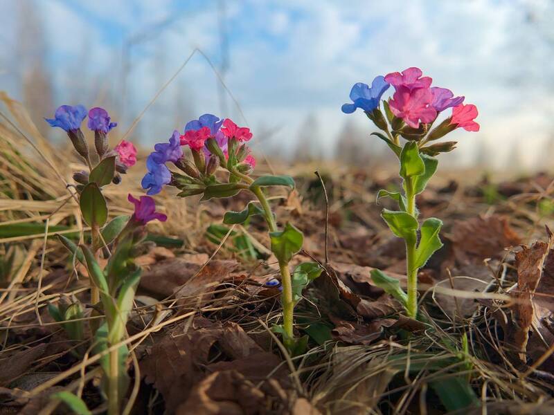 весна, первоцветы, медуница *** фото превью