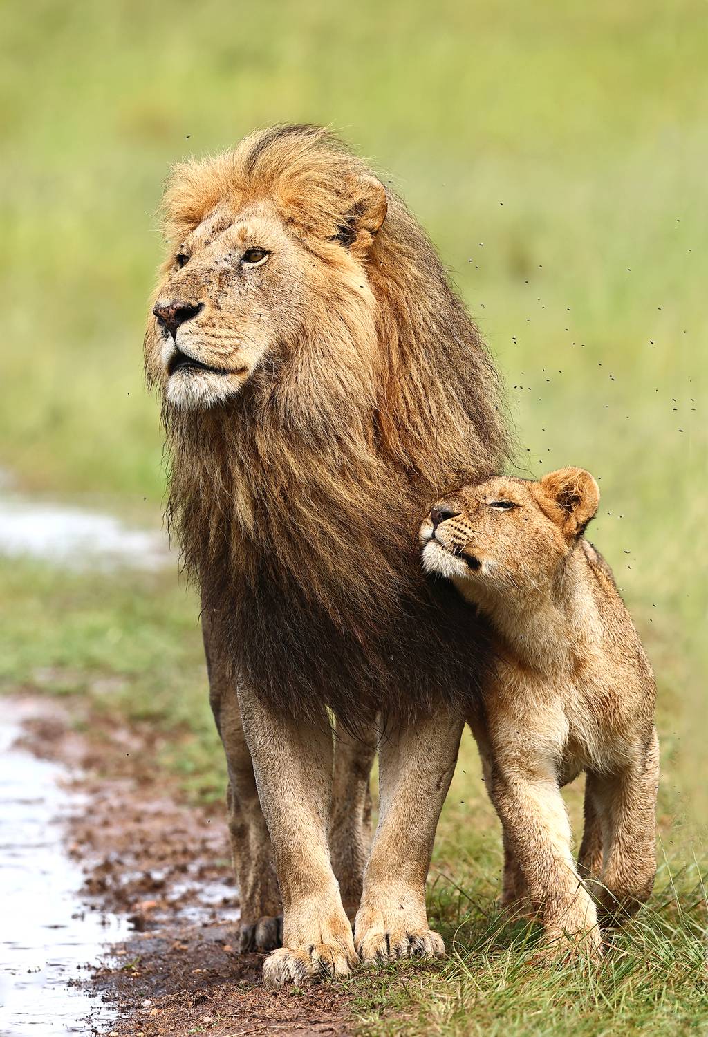 , Гудков Андрей