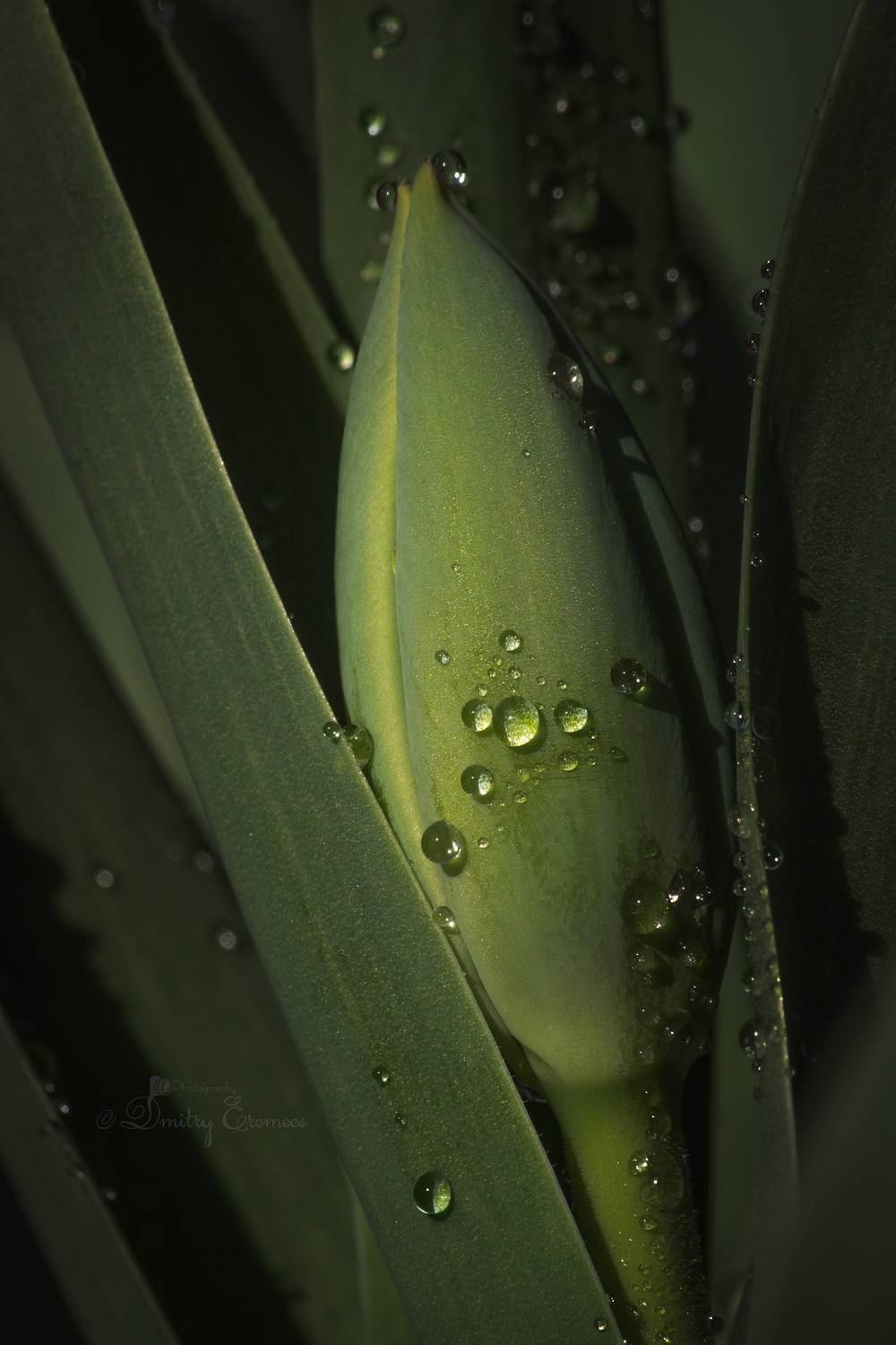 бутон, тюльпан, цветок, природа, Дмитрий Еремеев