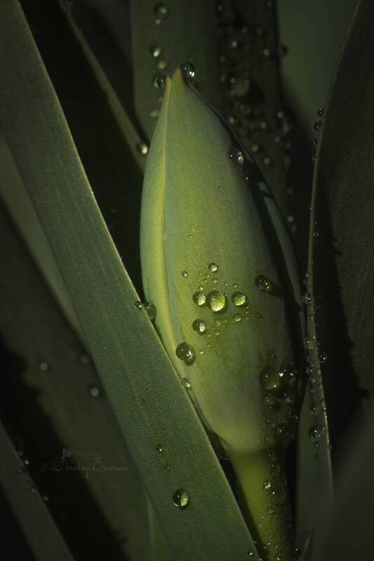 бутон, тюльпан, цветок, природа Зелёная колыбель... фото превью