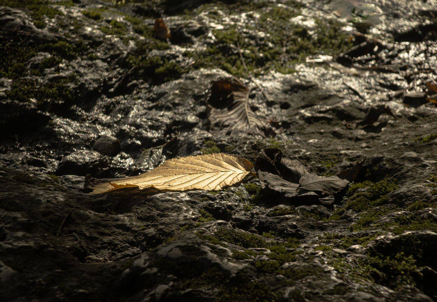 lapa, kluss, akmens, dzeltens, Cielava Dace