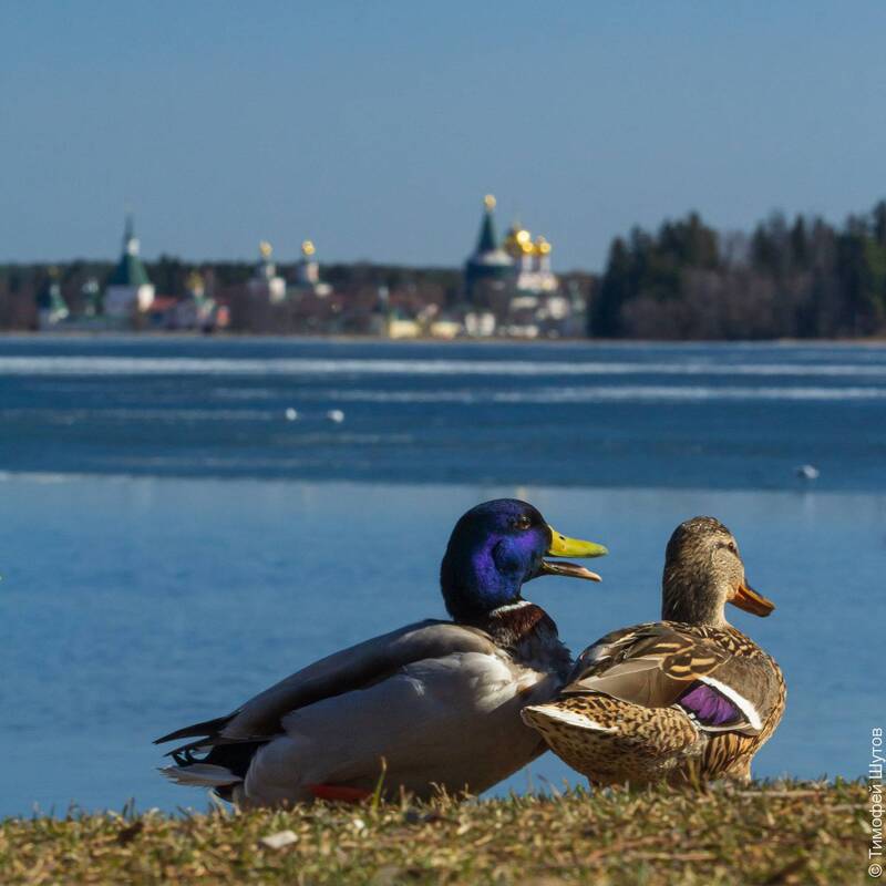 валдай Пять картинок из весеннего Валдая фото превью