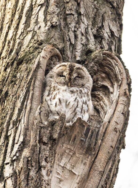 серая неясыть, неясыть, сова, птицы россии, природа, природароссии, царицыно, животные Серая неясыть. фото превью