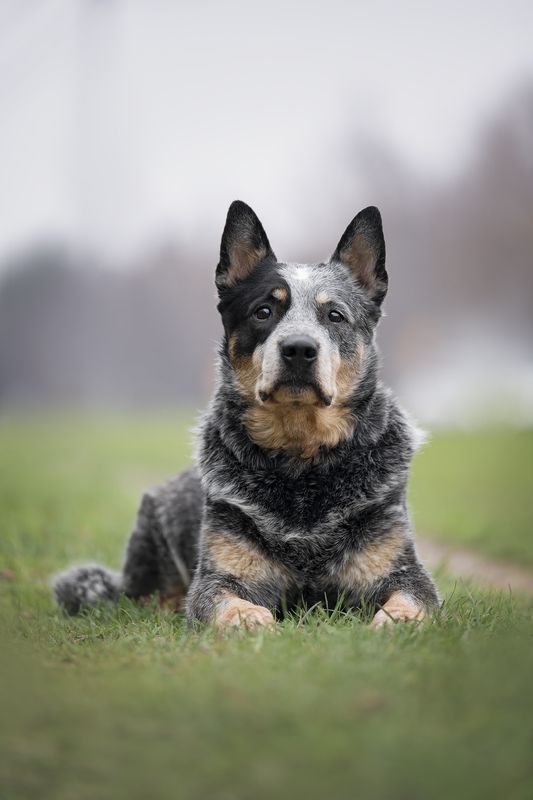 Австралийский хилер фото превью