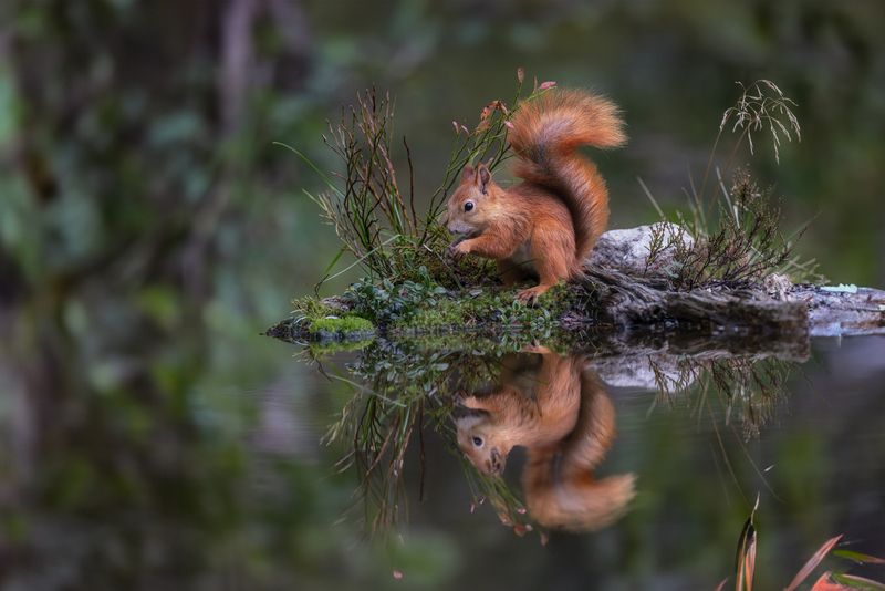 Red Squirrel фото превью