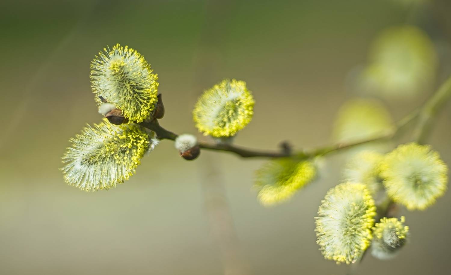 , Орлов Олег