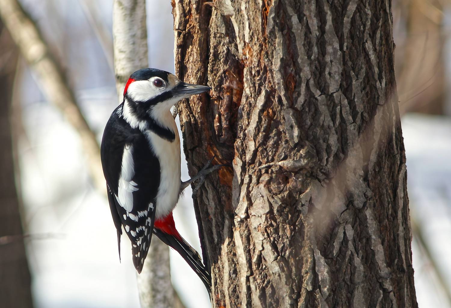 большой пёстрый дятел, пестрый дятел, dendrocopos major, КарОл
