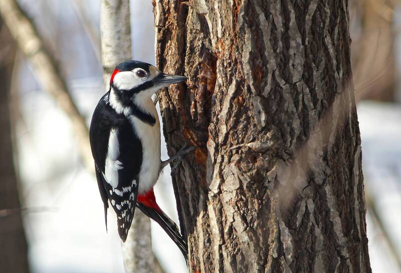 большой пёстрый дятел, пестрый дятел, dendrocopos major Большой пёстрый дятел фото превью
