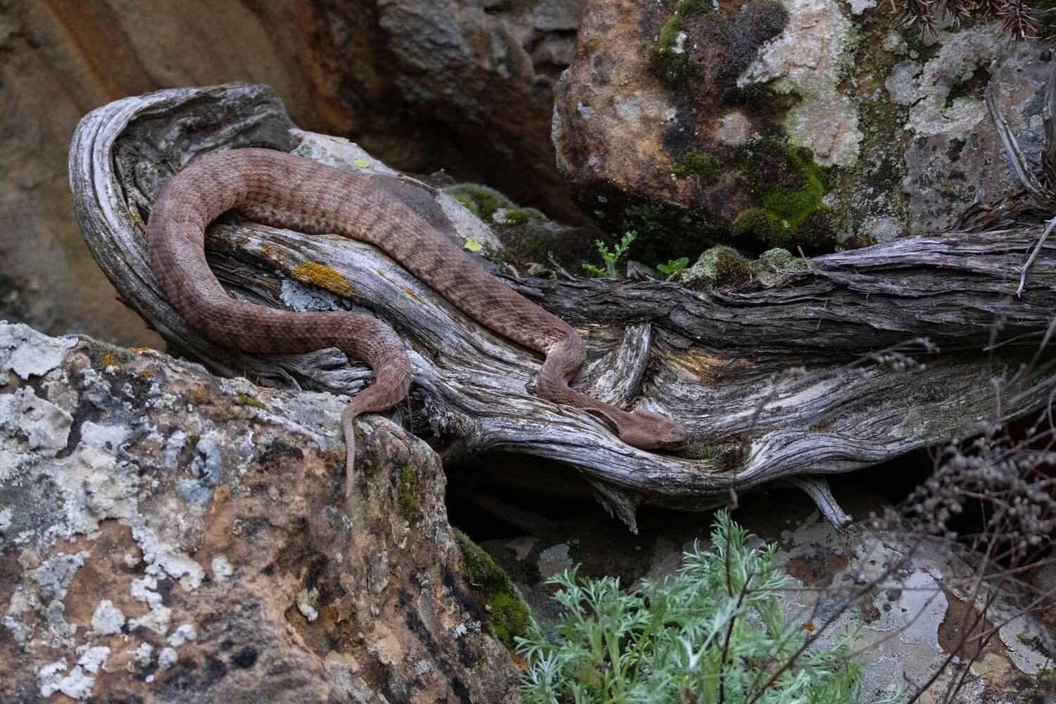 змея, гюрза, горы, Magov Marat