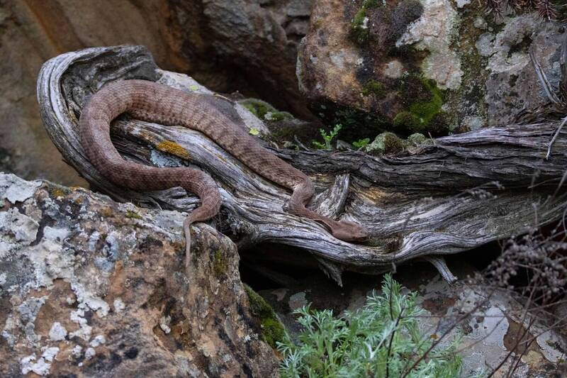 змея, гюрза, горы Умирающая Гюрза.. фото превью