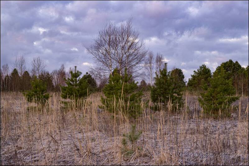 Солнечное утро серой весны фото превью