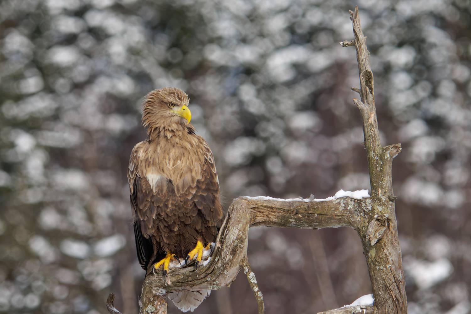 , Морозов Сергей