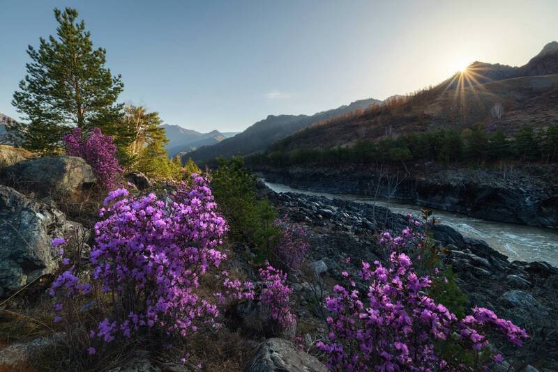 алтай, горный алтай, весеннее цветение, маральник, рододендрон ледебура, республика алтай, весна, катунь, чемальский район, розовый Цветущий апрель фото превью