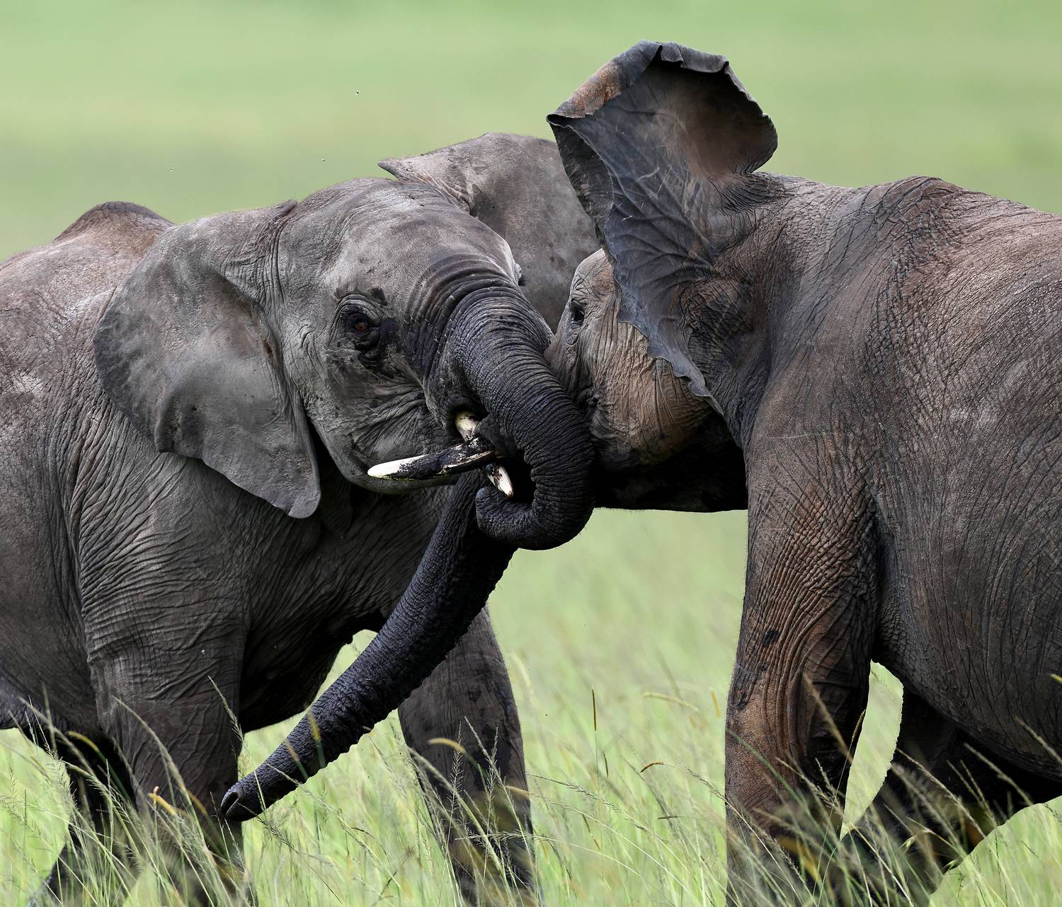 , Гудков Андрей