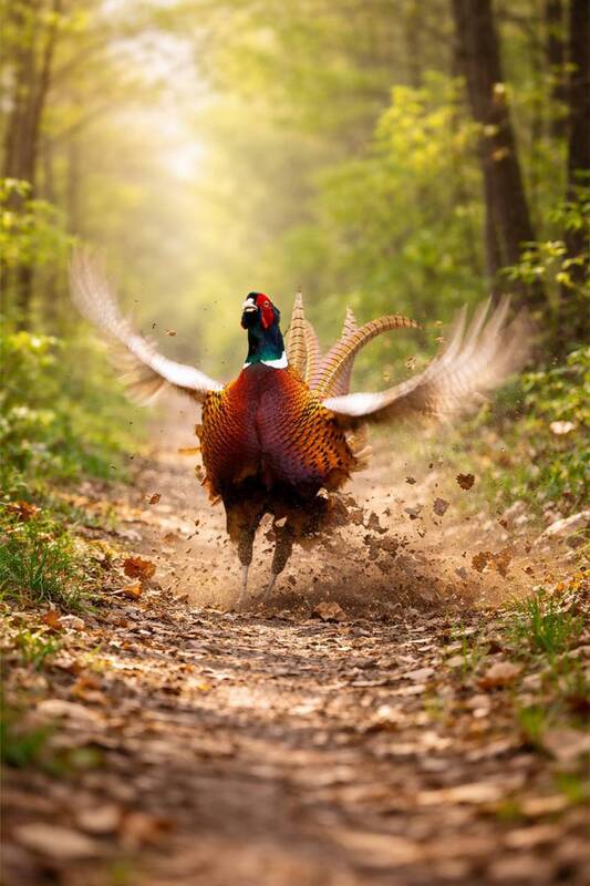 Токующий фото превью