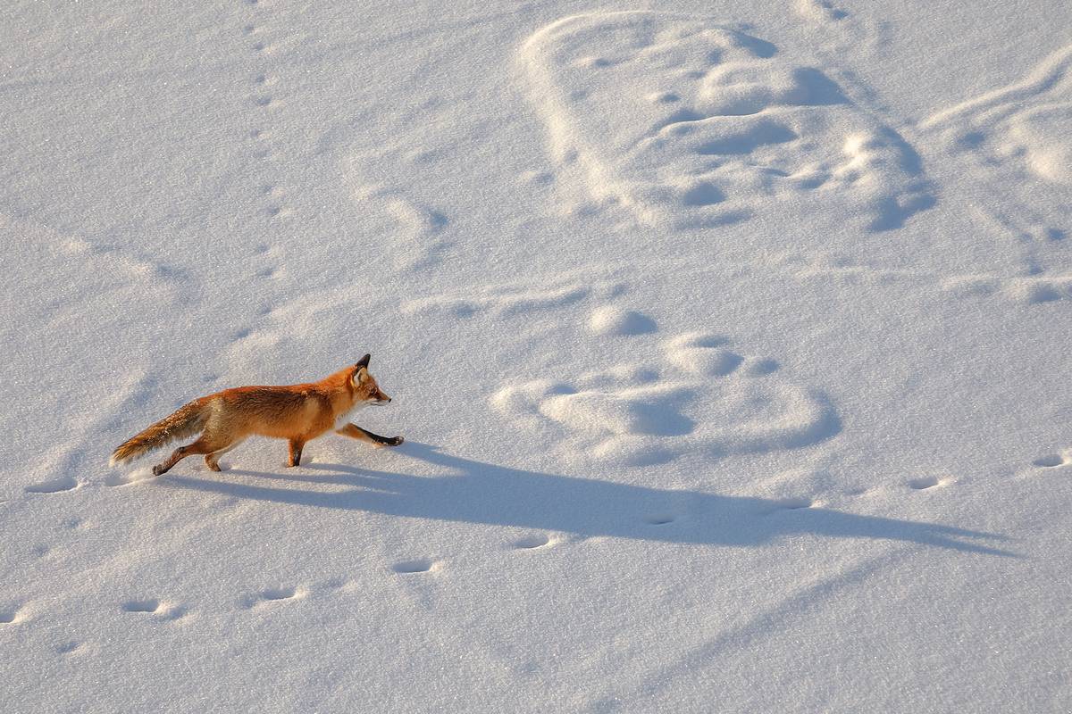 зимний пейзаж, мороз, сугробы, рассвет, природа карелии, ладога, ладожские шхеры, сортавала, карелия, karjala, ladoga, фототуры по ладоге, туры по карелии, северное приладожье, койонсаари, лиса, Уютнов Кирилл