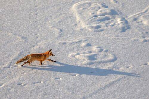 По ладожскому льду