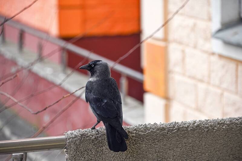 Хозяйка фото превью