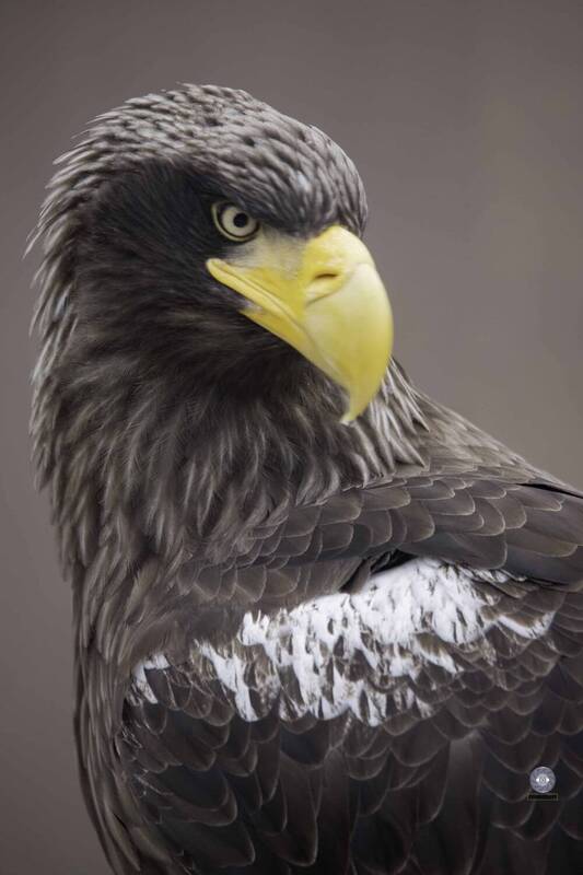 Steller\\\'s sea eagle фото превью