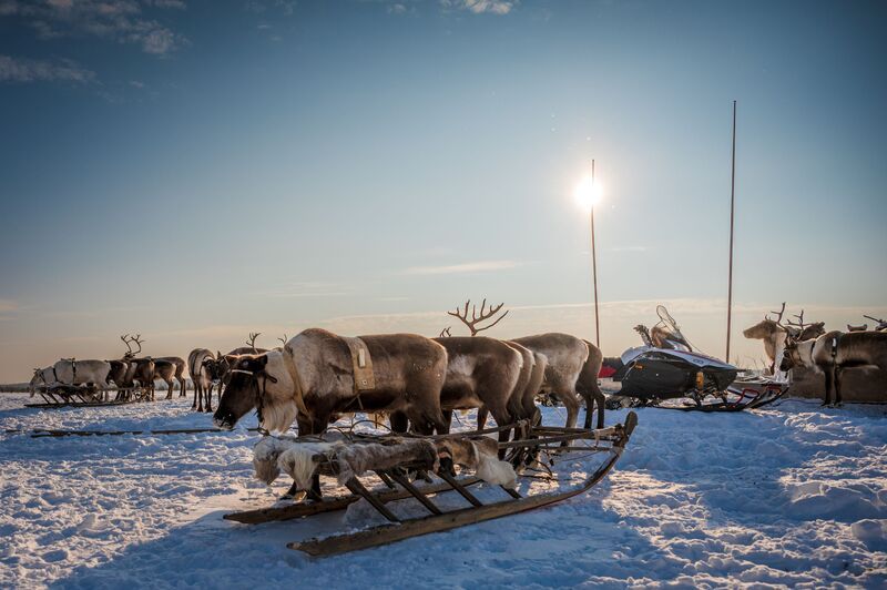 Олешки фото превью