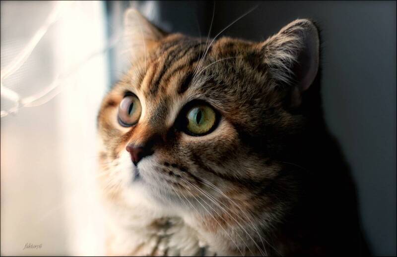 Мурзик.. фото превью