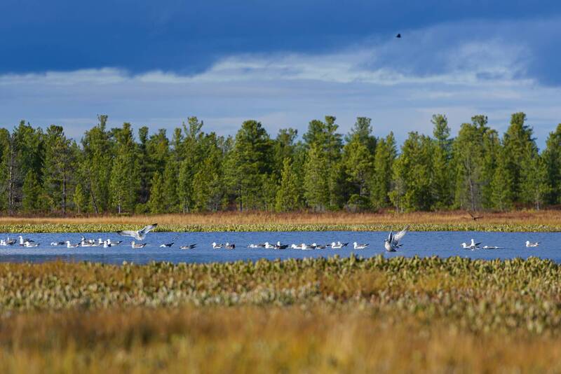 птицы, вода, тундра, ямал, болото, надым ВПП - взлетно-посадочная полоса фото превью
