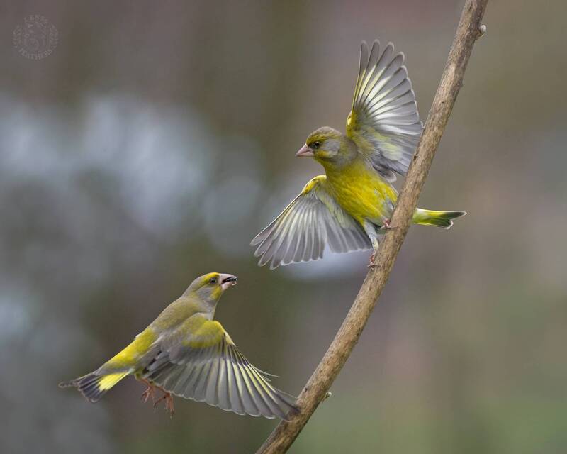 Lens and Feathers фото превью