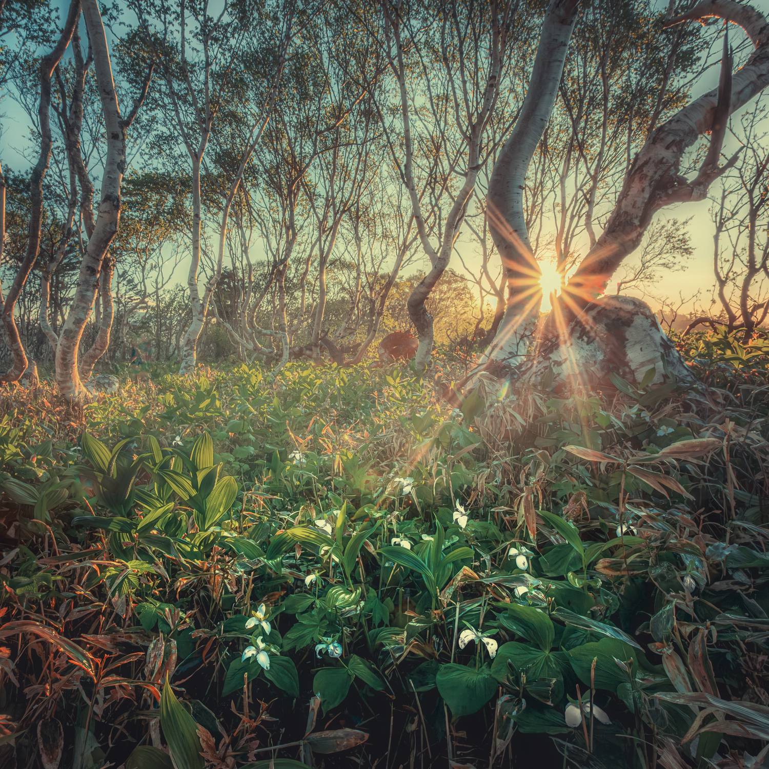 , Лаврентьев Александр