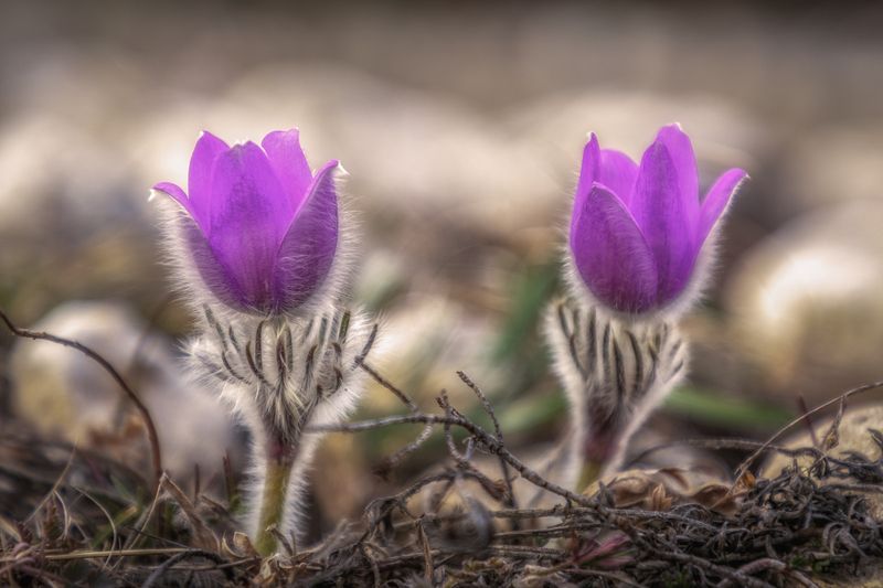 Крым  фото превью