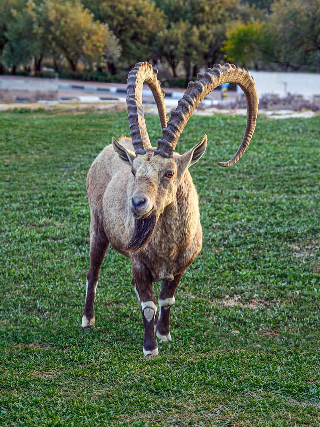 , Вадим Городницкий