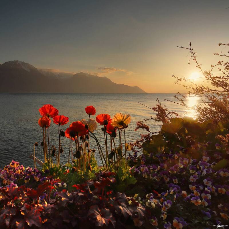 swiss Весна.... фото превью