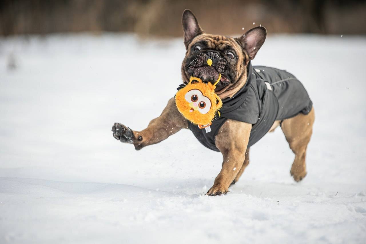 , Елена Самусенкова