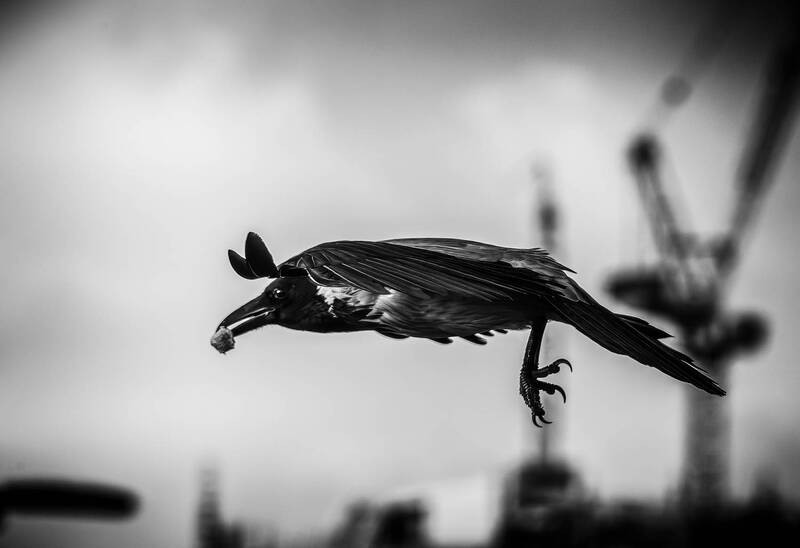 Вороне как-то бог послал кусочек... фото превью