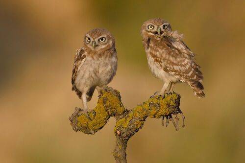 Little owls 