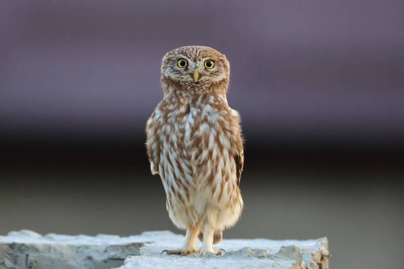 сова, сыч, домовый Сыч Домовый.. фото превью