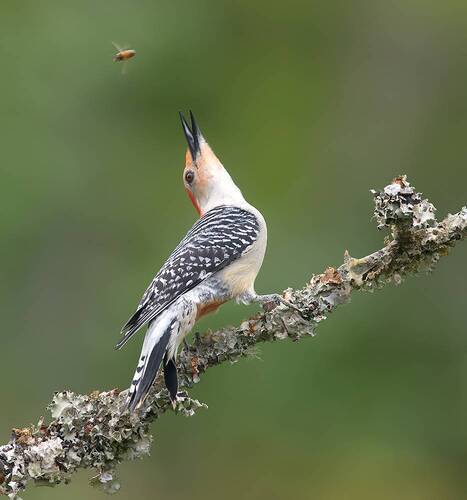 Dialogue. Red-bellied Woodpecker. Каролинский меланерпес