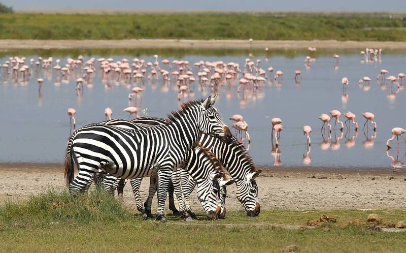африка, кения, зебры, фламинго, амбосели, africa, kenya, zebras, flamingos, amboseli, сафари  фото превью