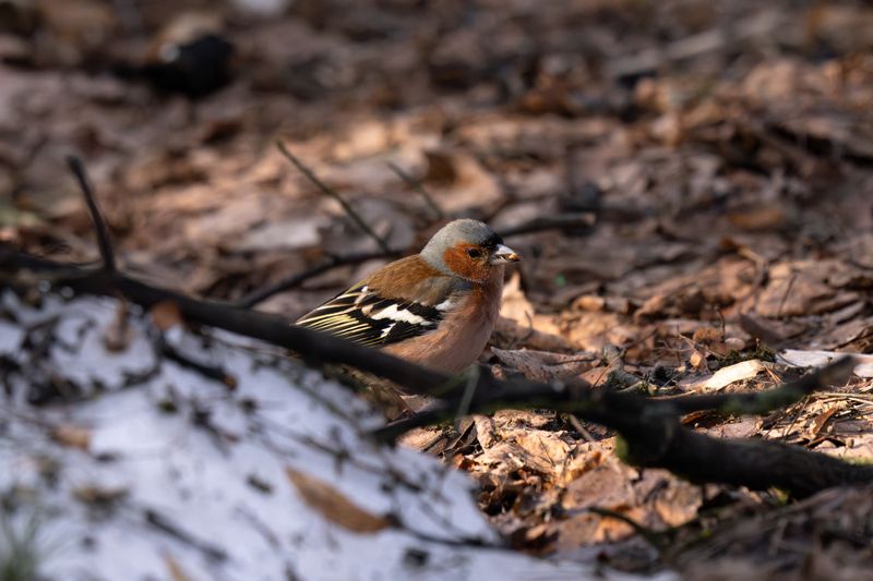 лес, палка, зяблик, зябликобыкновенный, птица, наземле, chaffinch, commonchaffinch, forestfloor, birdphotography In the Rustle of Leaves фото превью
