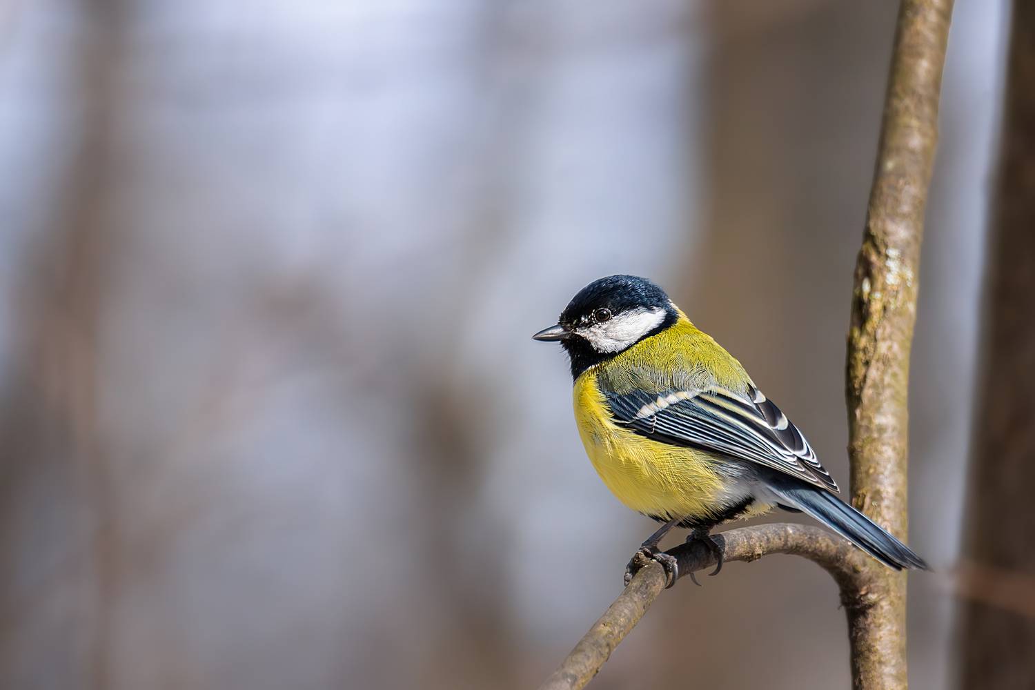 , Корнеев Алексей