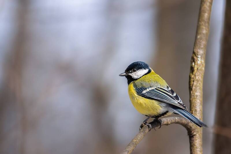 Синица фото превью