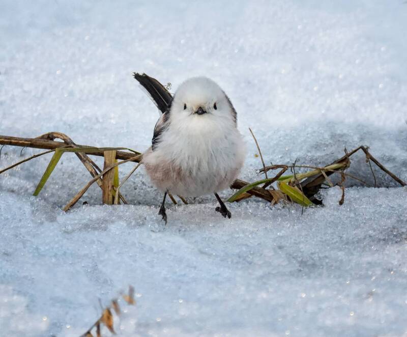 Ополовник. (2 ФОТО) фото превью