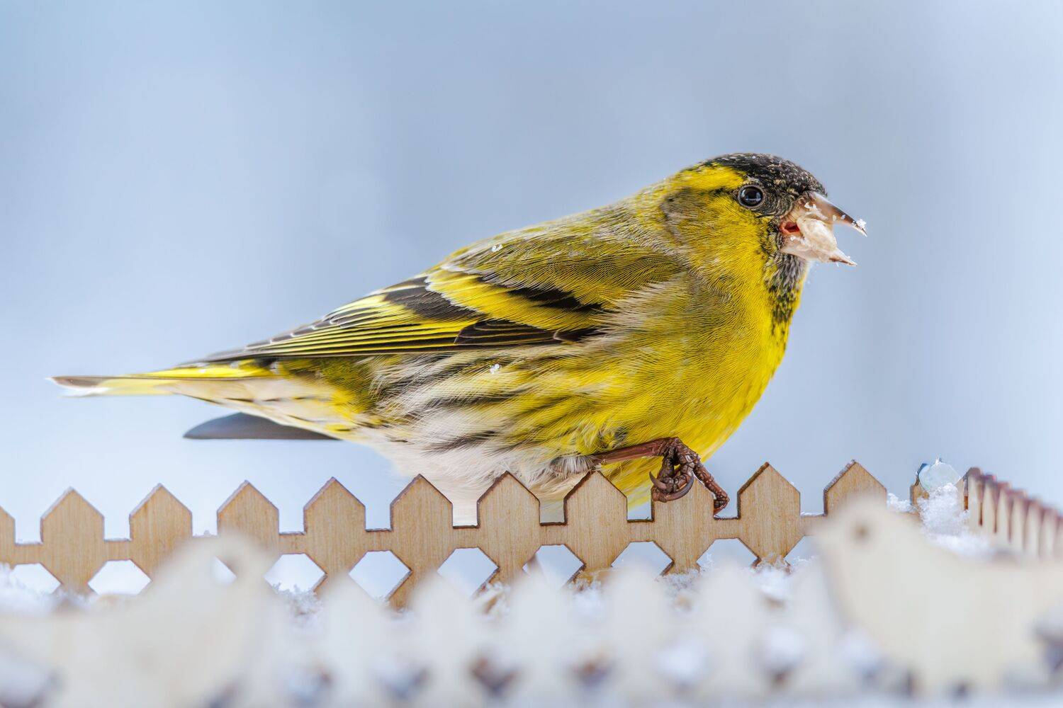 Чиж, Алексей Волков